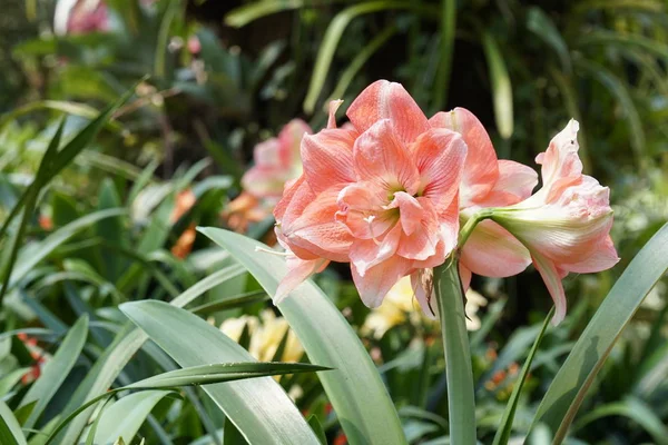 Close Shot Beautiful Blossoming Flowers — Stock Photo, Image