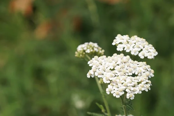 Primer Plano Hermosas Flores Flor —  Fotos de Stock