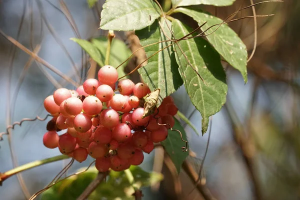 Primer Plano Fruta Fresca Exótica Madurando Rama —  Fotos de Stock