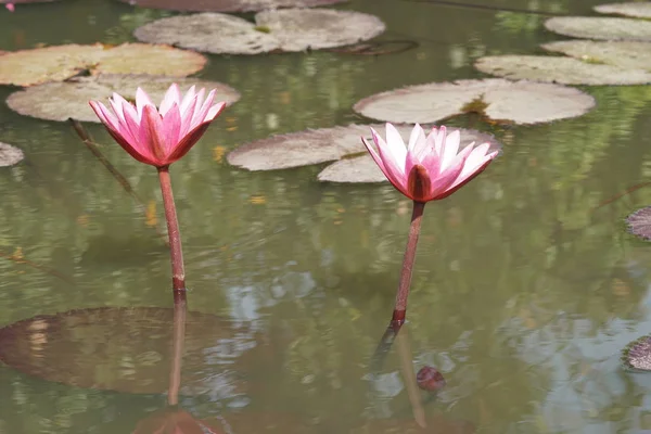 Gros Plan Belles Fleurs Fleurs — Photo