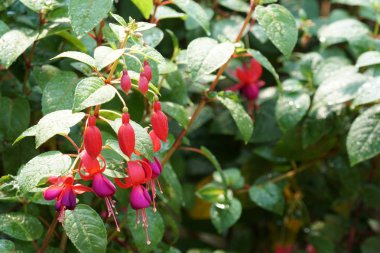 güzel çiçek açan çiçeklerin yakın çekim