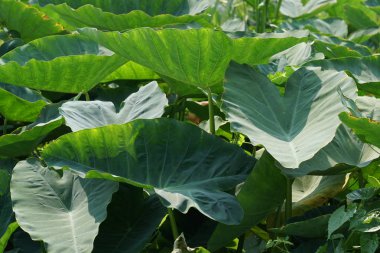 Çiçek açan yaprakların yakın plan çekimi.