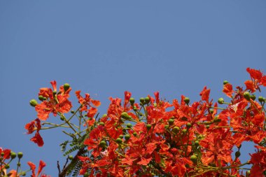 güzel çiçek açan çiçeklerin yakın çekim