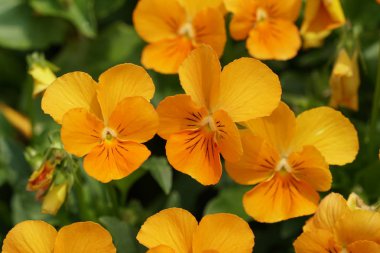 güzel çiçek açan çiçeklerin yakın çekim