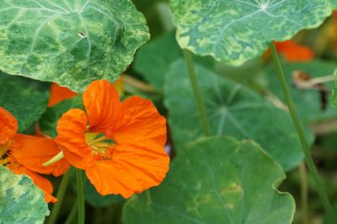 güzel çiçek açan çiçeklerin yakın çekim