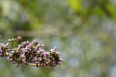 güzel çiçek açan çiçeklerin yakın çekim