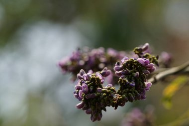 güzel çiçek açan çiçeklerin yakın çekim