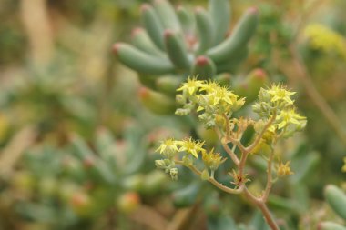 güzel çiçek açan çiçeklerin yakın çekim