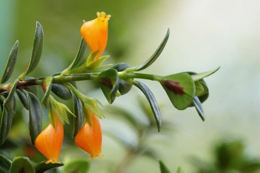 güzel çiçek açan çiçeklerin yakın çekim