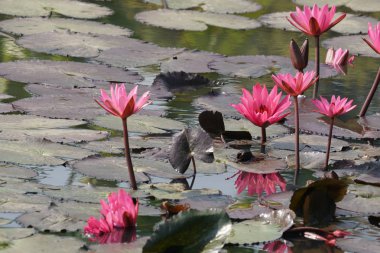 güzel çiçek açan çiçeklerin yakın çekim