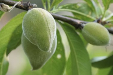 Dalda olgunlaşan taze egzotik meyvelerin yakın plan çekimi.