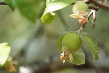 Dalda olgunlaşan taze egzotik meyvelerin yakın plan çekimi.