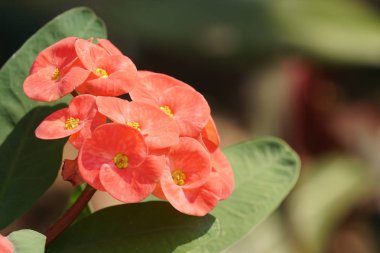 güzel çiçek açan çiçeklerin yakın çekim