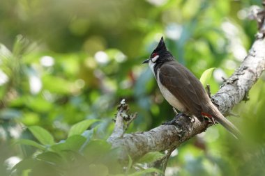 close-up shot of black and white bird perching on tree