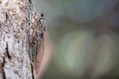 Ağustosböceğini yakından çek ve havla.