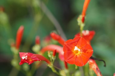 güzel çiçek açan çiçeklerin yakın çekim