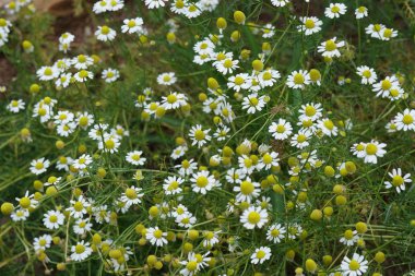 güzel çiçek açan çiçeklerin yakın çekim