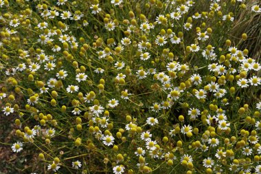 güzel çiçek açan çiçeklerin yakın çekim