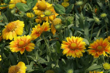 güzel çiçek açan çiçeklerin yakın çekim