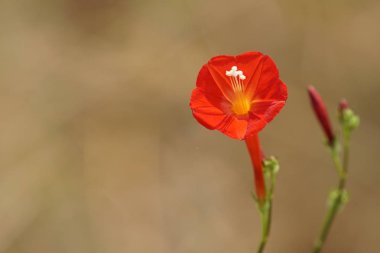 güzel çiçek açan çiçeklerin yakın çekim