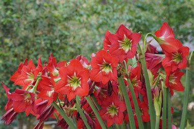 güzel çiçek açan çiçeklerin yakın çekim