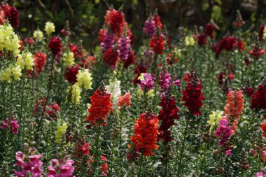güzel çiçek açan çiçeklerin yakın çekim