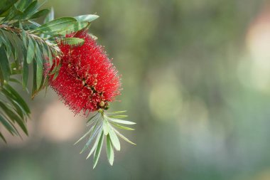 güzel çiçek açan çiçeklerin yakın çekim