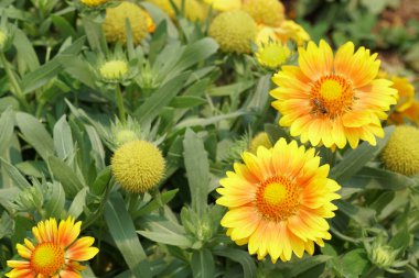 güzel çiçek açan çiçeklerin yakın çekim