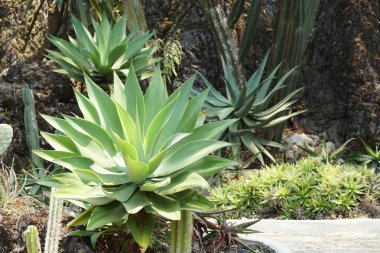Teraryumdaki güzel sulu bitkinin yakın plan çekimi.