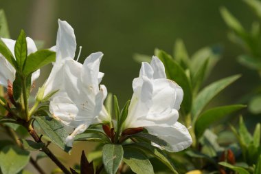 güzel çiçek açan çiçeklerin yakın çekim