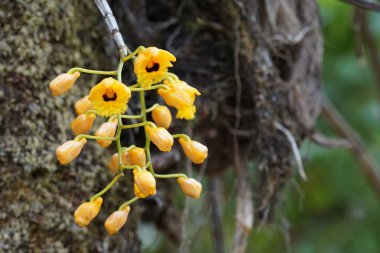 güzel çiçek açan çiçeklerin yakın çekim