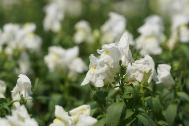 güzel çiçek açan çiçeklerin yakın çekim