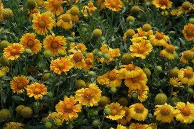 güzel çiçek açan çiçeklerin yakın çekim