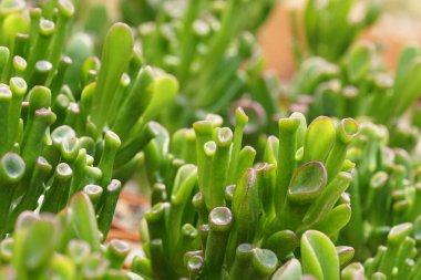 Teraryumdaki güzel sulu bitkinin yakın plan çekimi.