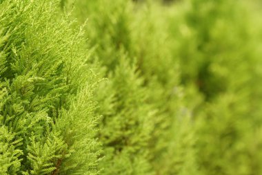 Çiçek açan yaprakların yakın plan çekimi.