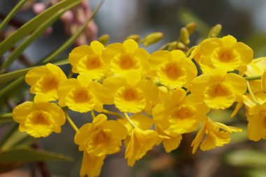 güzel çiçek açan çiçeklerin yakın çekim