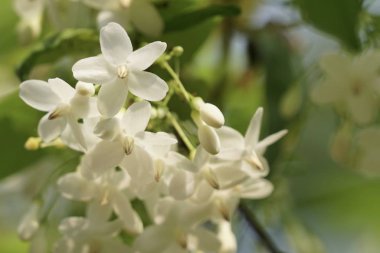 güzel çiçek açan çiçeklerin yakın çekim
