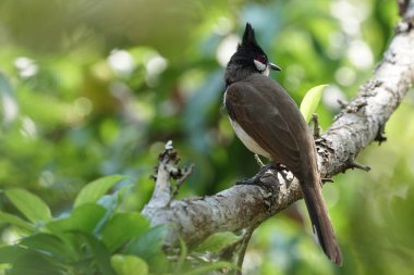 close-up shot of black and white bird perching on tree