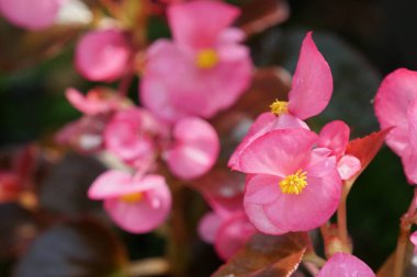 güzel çiçek açan çiçeklerin yakın çekim