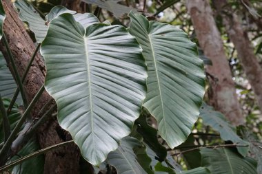 Çiçek açan yaprakların yakın plan çekimi.
