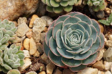 Teraryumdaki güzel sulu bitkinin yakın plan çekimi.