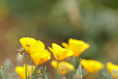 güzel çiçek açan çiçeklerin yakın çekim