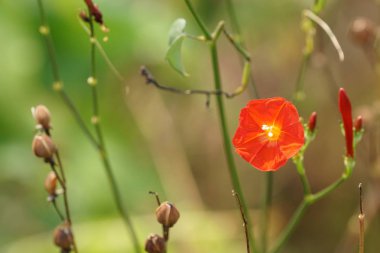 güzel çiçek açan çiçeklerin yakın çekim