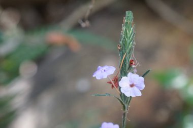 güzel çiçek açan çiçeklerin yakın çekim