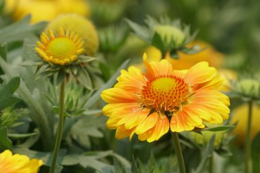 güzel çiçek açan çiçeklerin yakın çekim