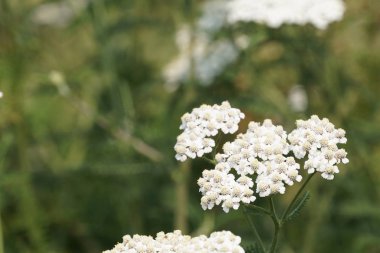 güzel çiçek açan çiçeklerin yakın çekim