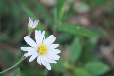 güzel çiçek açan çiçeklerin yakın çekim