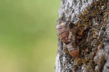 Ağustosböceğini yakından çek ve havla.