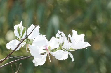güzel çiçek açan çiçeklerin yakın çekim