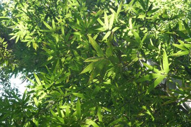 Çiçek açan yaprakların yakın plan çekimi.